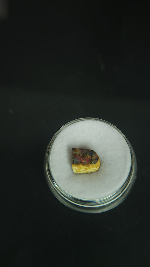 *rare* polychaeta annelida worm burrow