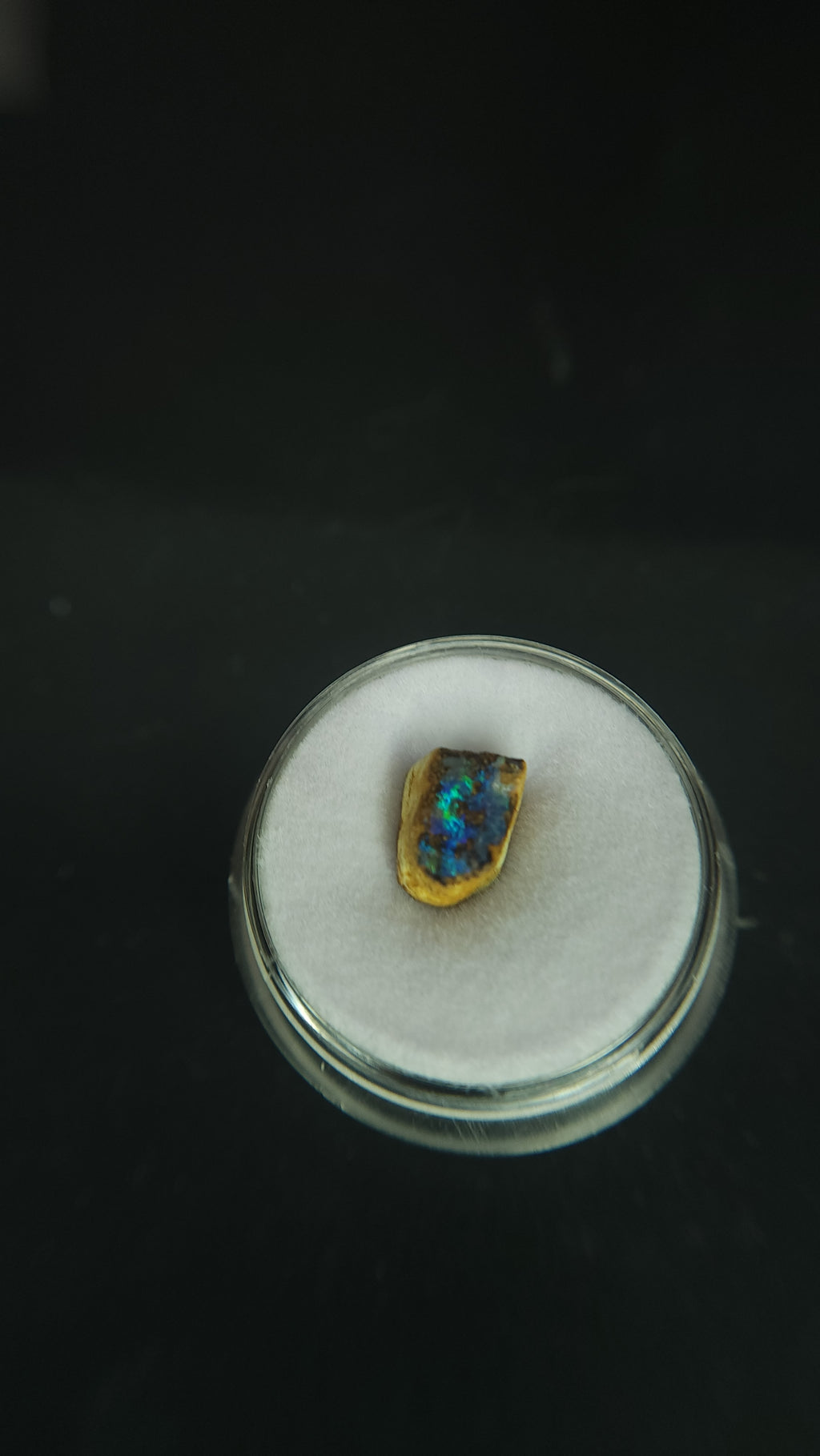 *rare* polychaeta annelida worm burrow