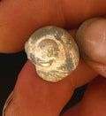 Opalised Snail shell skin