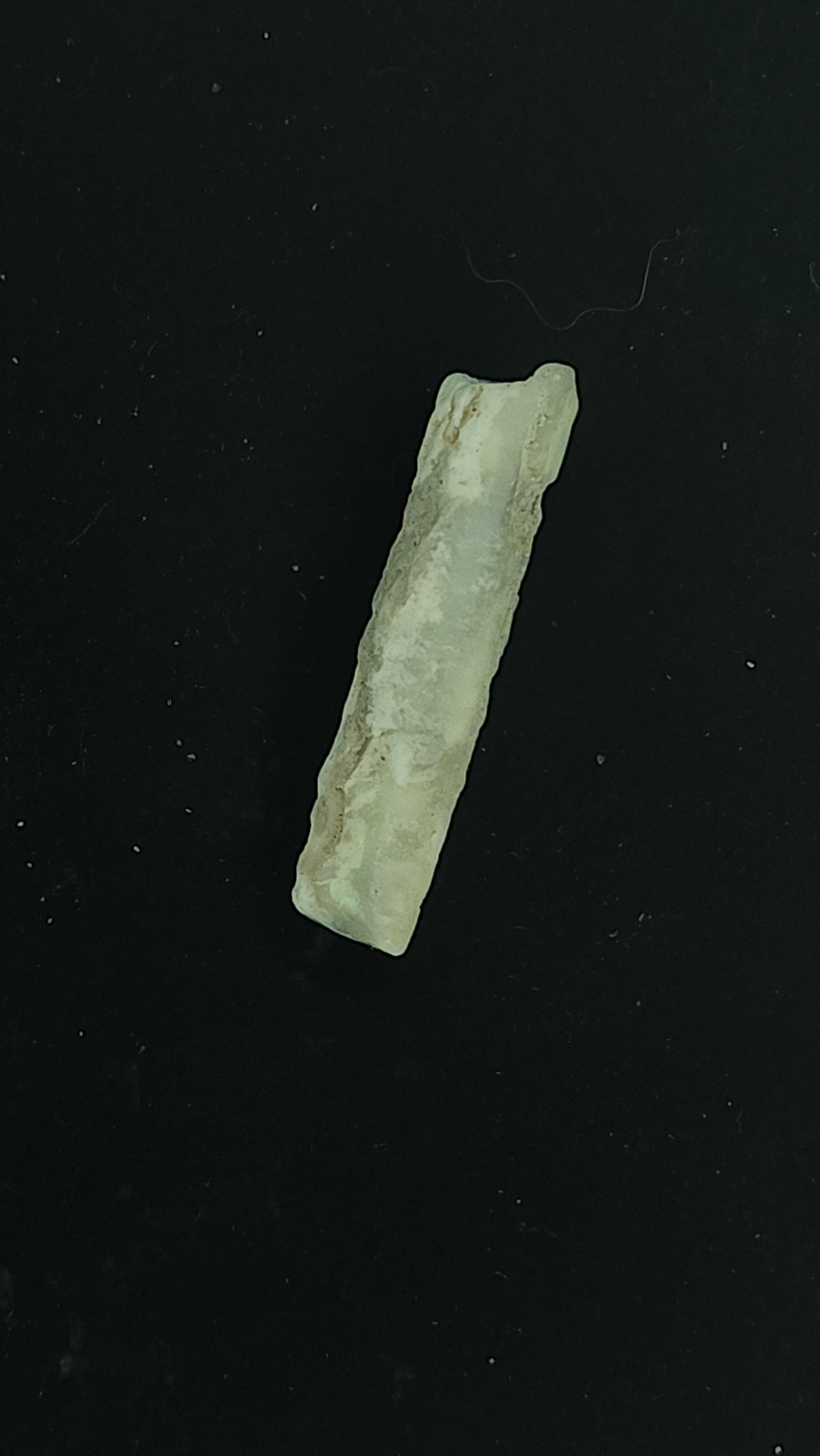 Australian opalised belemnite fragment