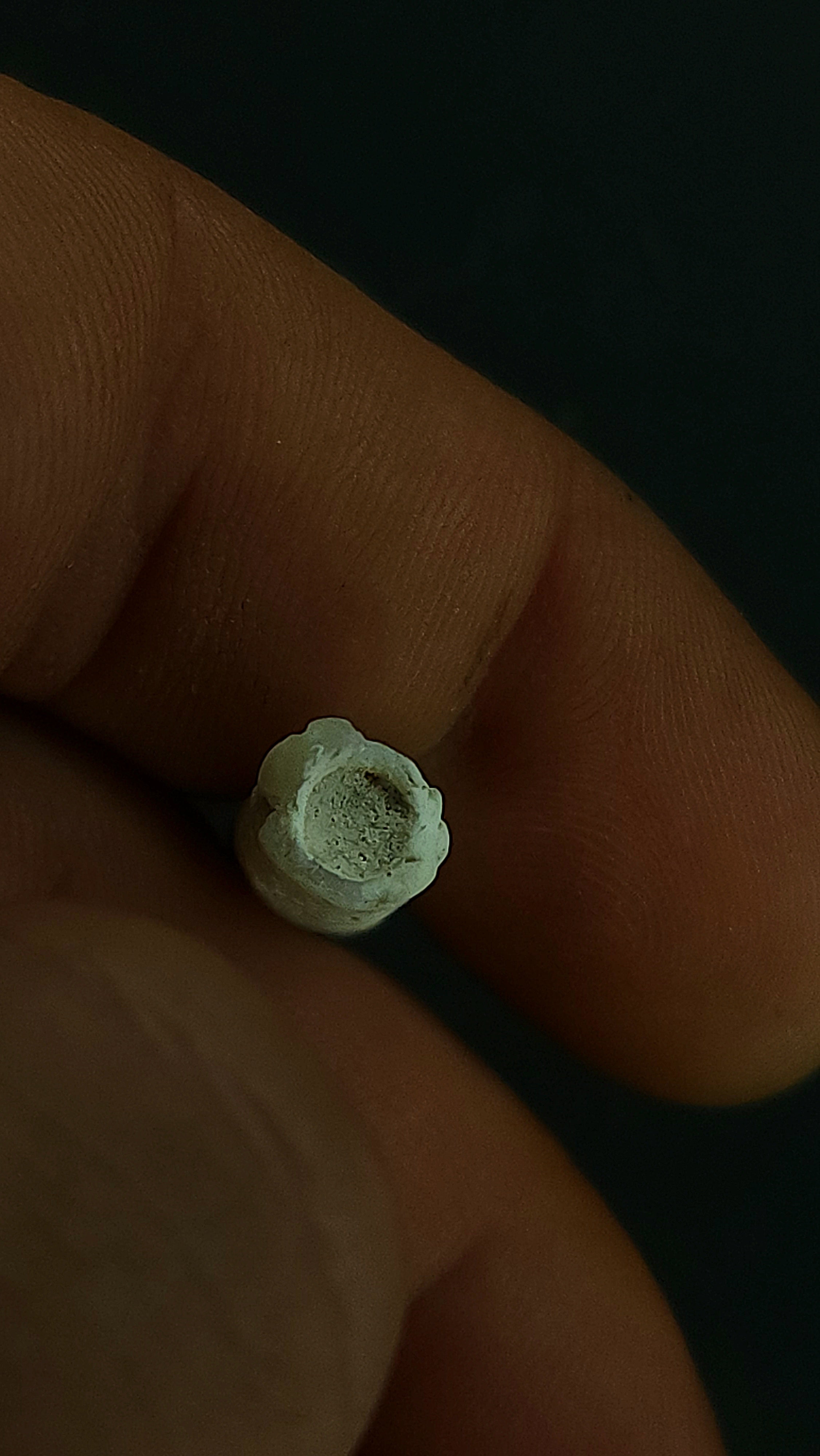 Australian opalised belemnite fragment