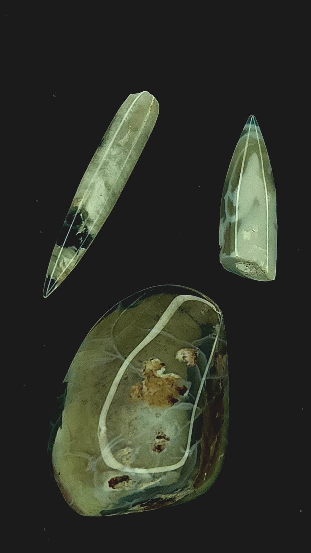 Australian belemnite fragments and shell