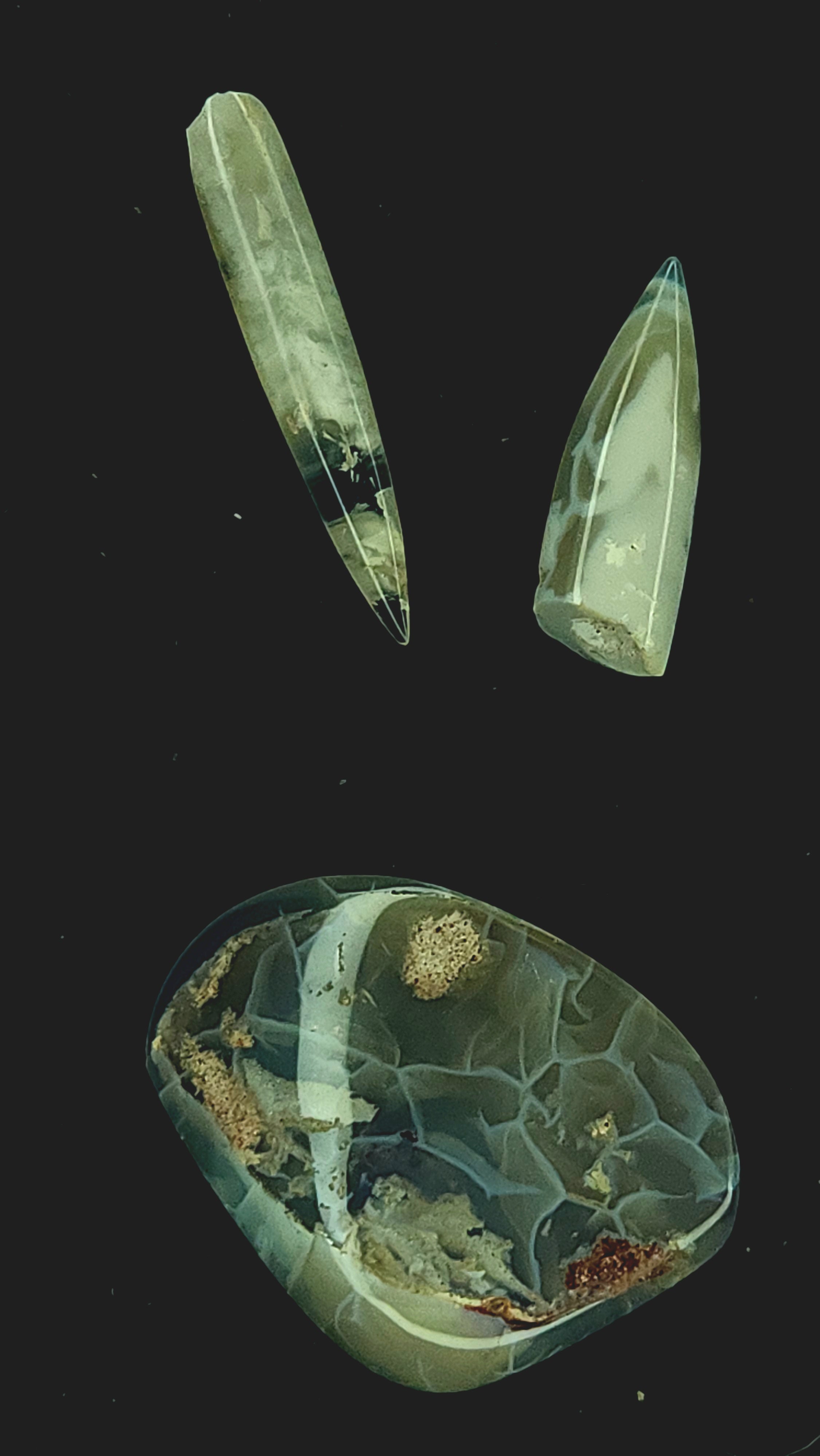 Australian belemnite fragments and shell
