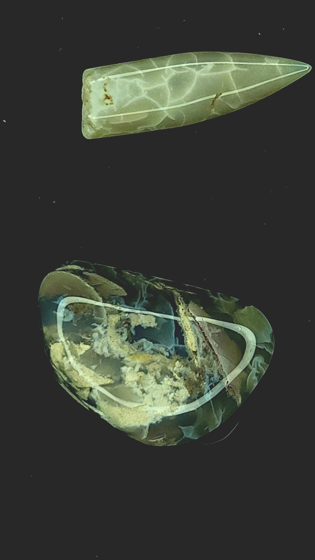 Australian belemnite fragment and shell