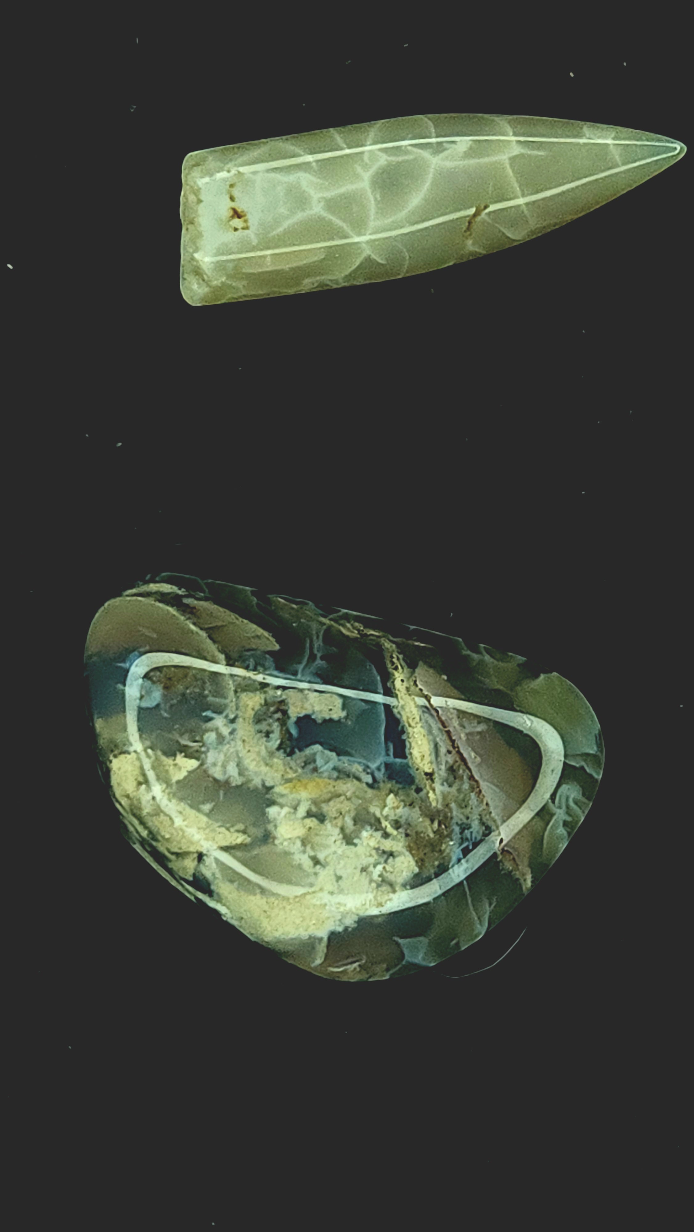 Australian belemnite fragment and shell