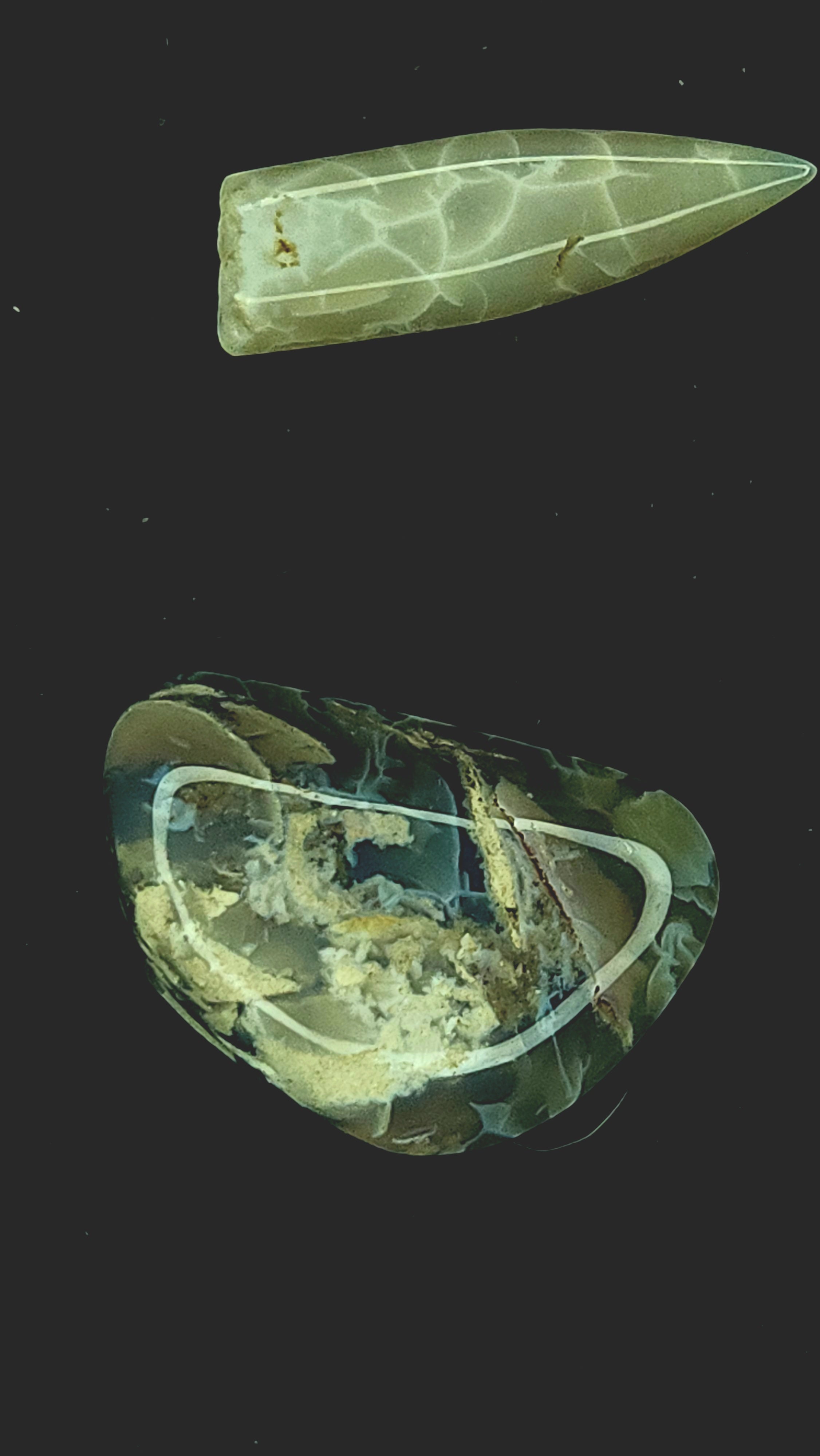 Australian belemnite fragment and shell