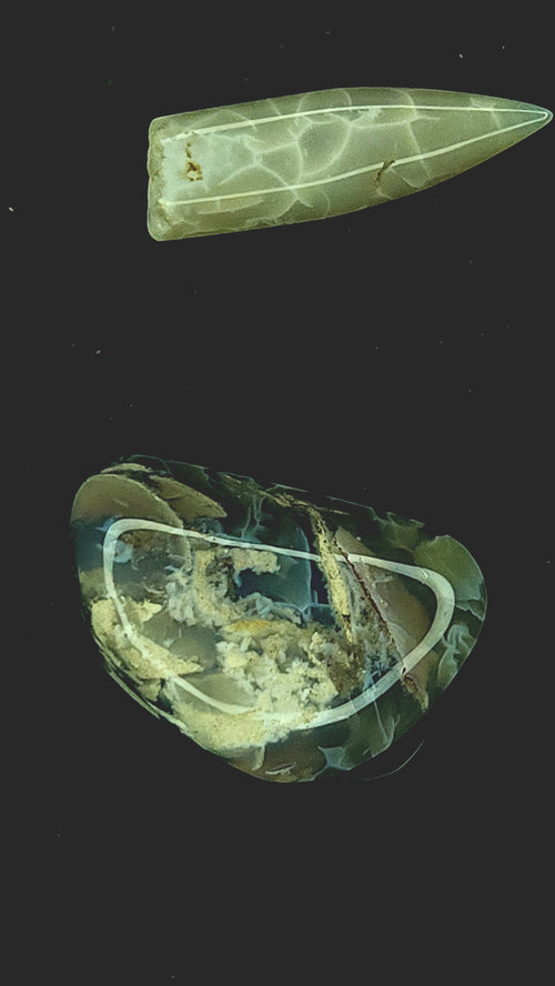 Australian belemnite fragment and shell