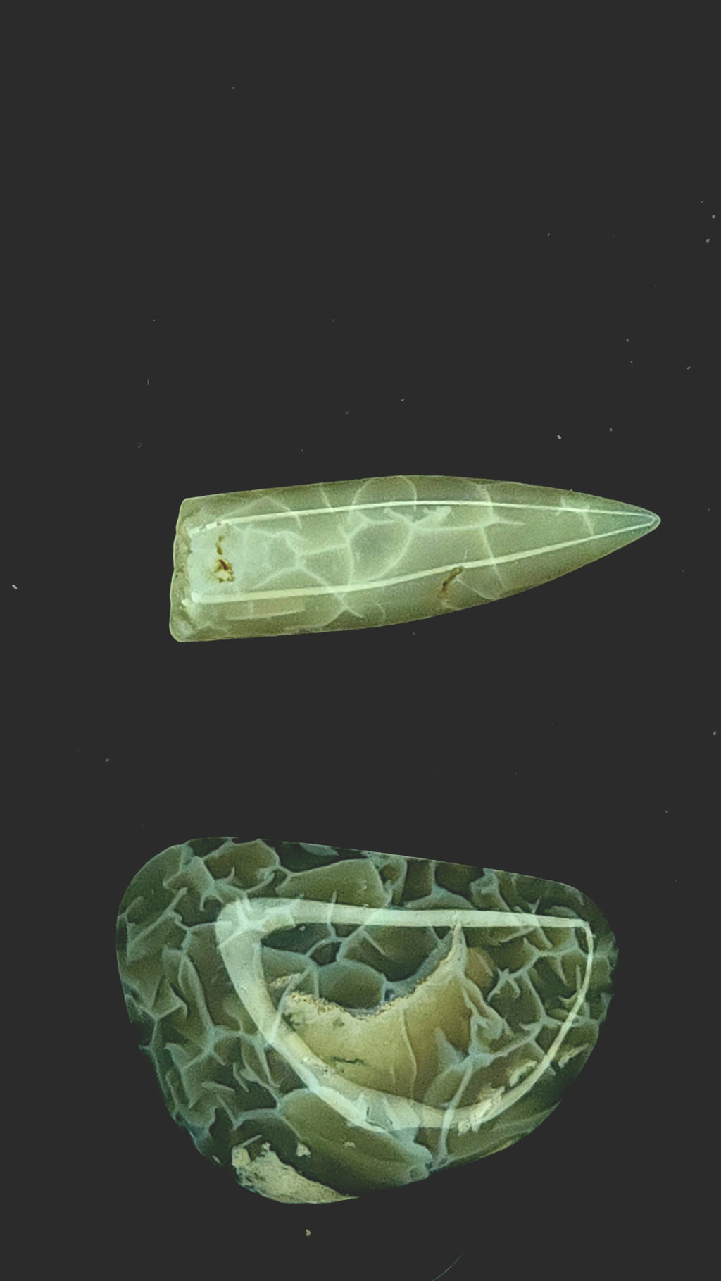 Australian belemnite fragment and shell