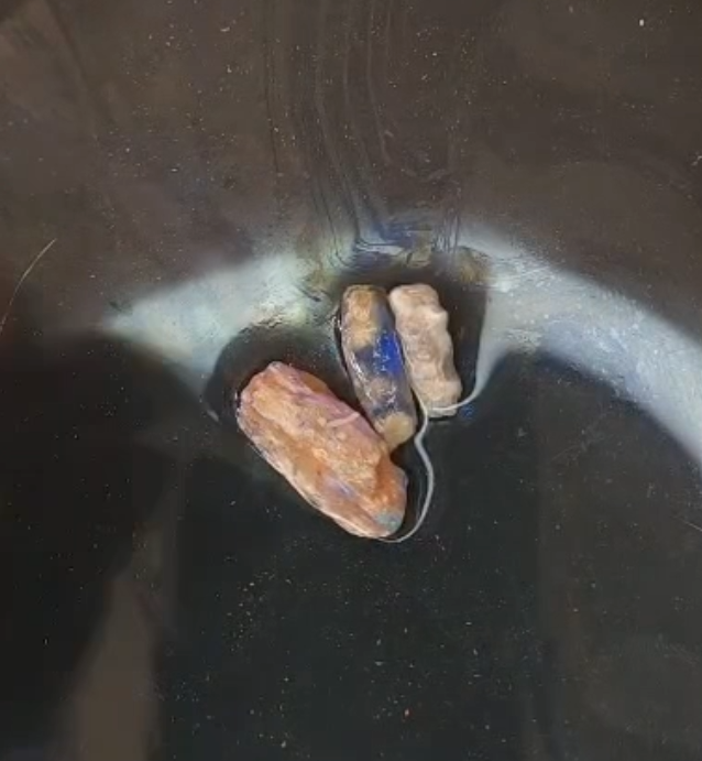 Opalised Vegetation Fossil Lot