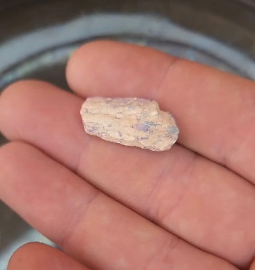 Opalised Vegetation Fossil Lot