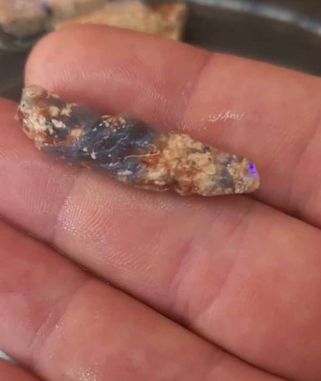 Australian Opalised Plant Fossil – Lightning Ridge.