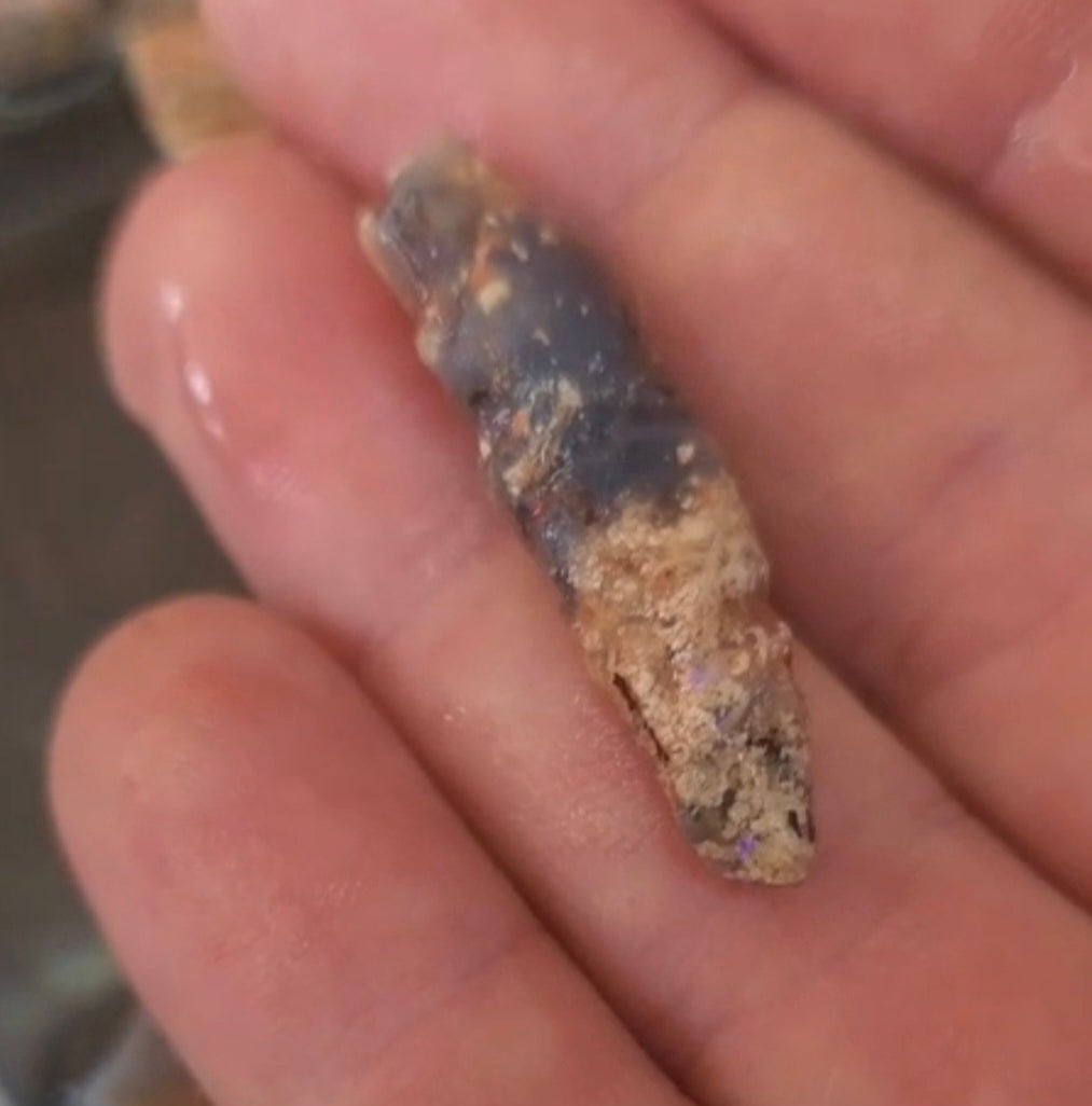 Australian Opalised Plant Fossil – Lightning Ridge.
