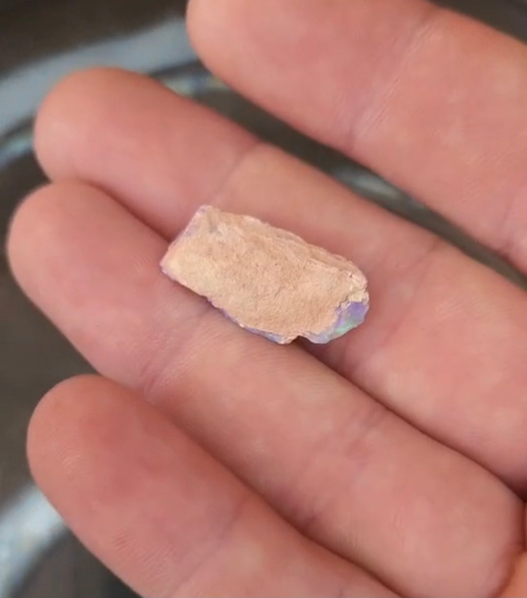 Opalised Vegetation Fossil Lot