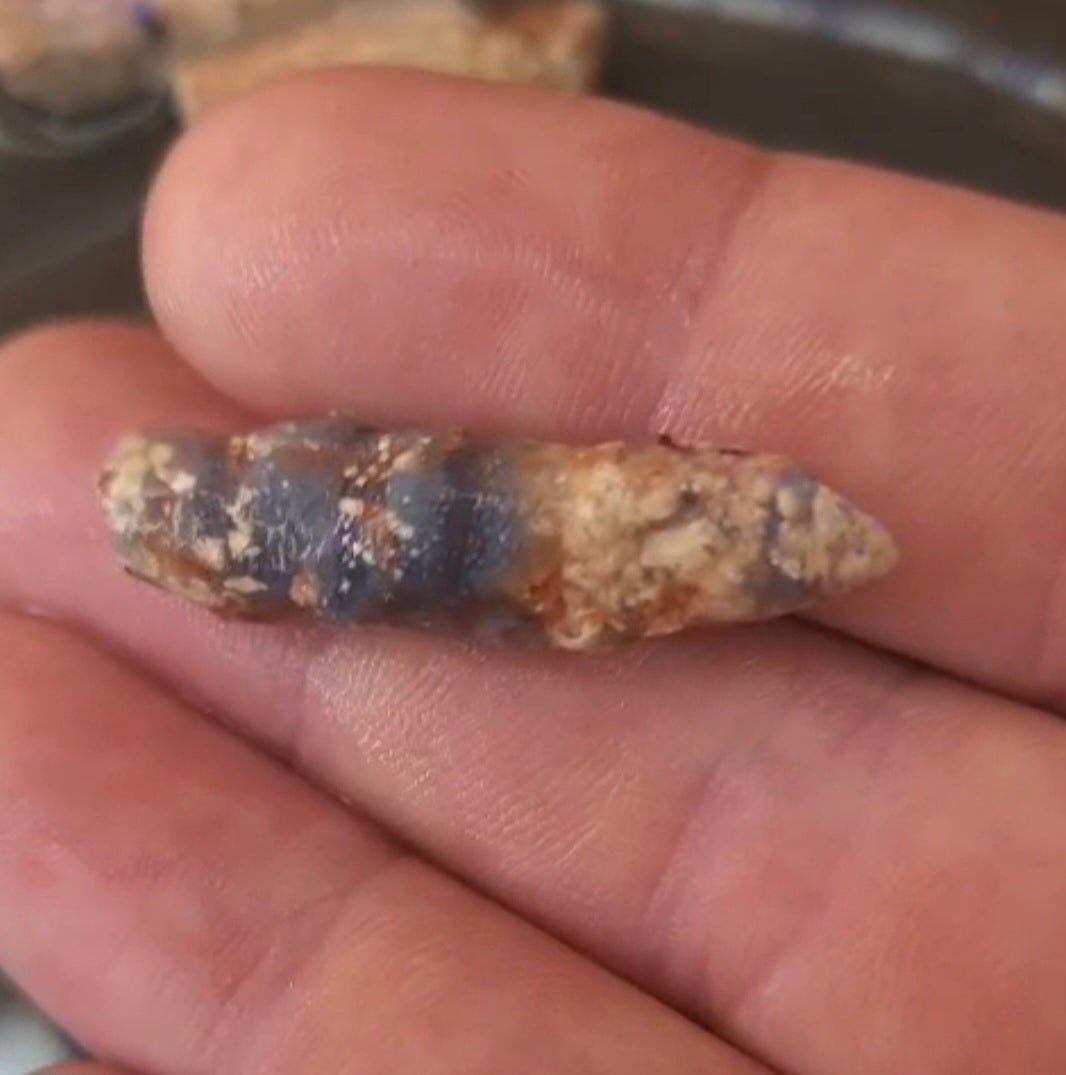 Australian Opalised Plant Fossil – Lightning Ridge.