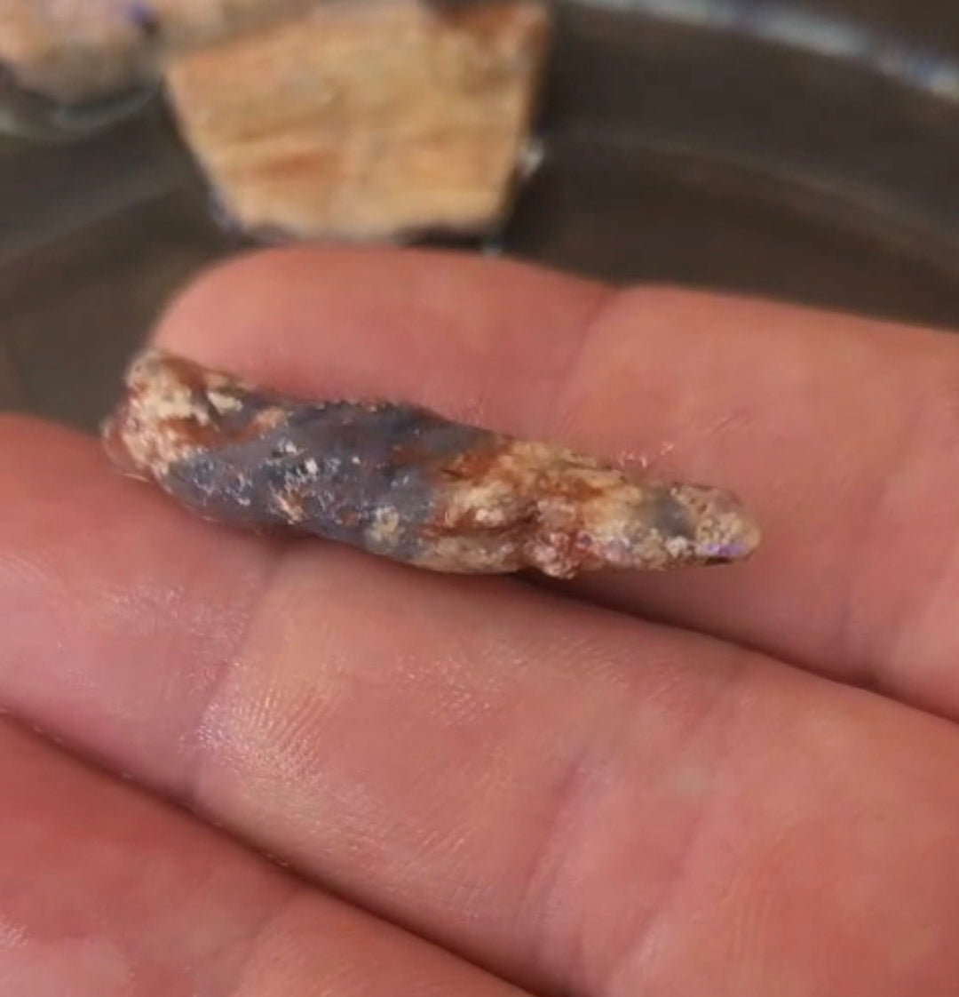 Australian Opalised Plant Fossil – Lightning Ridge.