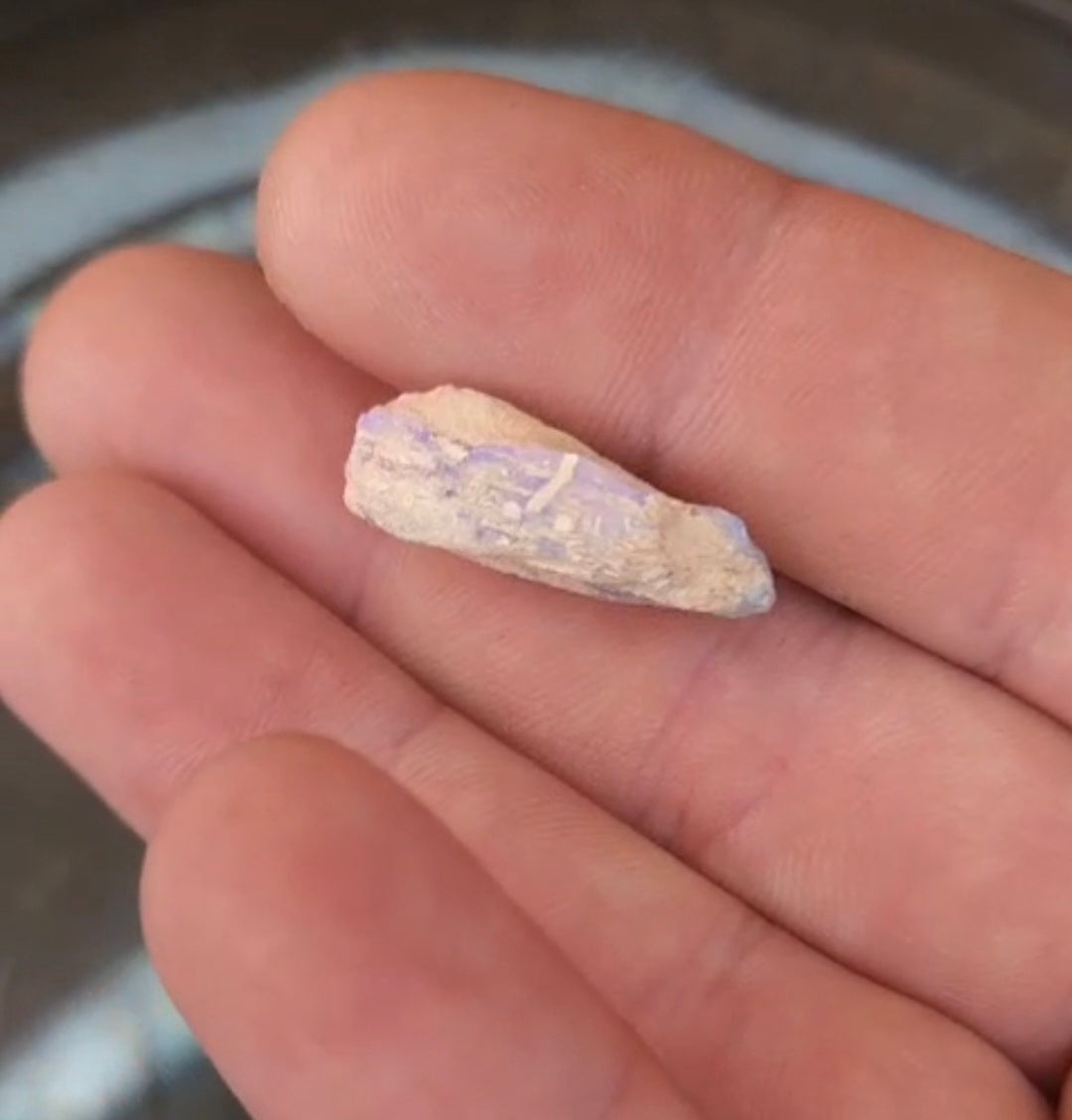 Opalised Vegetation Fossil Lot